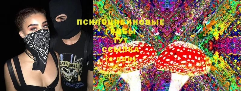 купить наркоту  Пыталово  Псилоцибиновые грибы MAGIC MUSHROOMS 